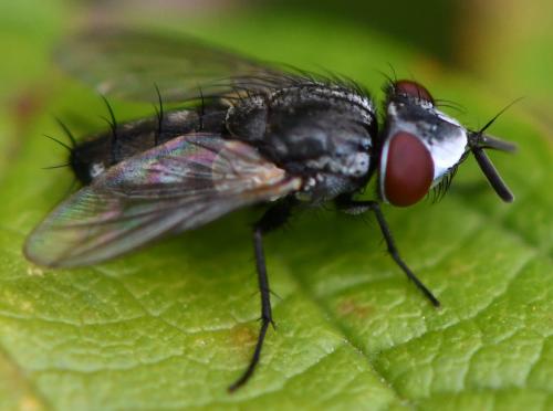 Réf. 265 608 : Metopia argyrocephala